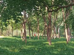-莲花池公园