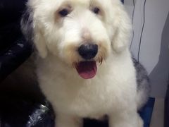 -1013 PET SHOP 宠物商店(近铁城市广场店)