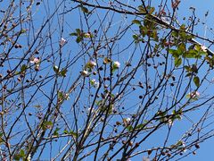 -武汉紫薇都市田园