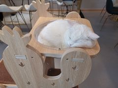 -飞行喵MR PILOT|猫舍·猫咖(静安大融城店)