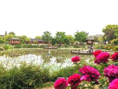 -鹅湖玫瑰文化园