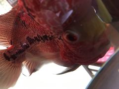 -腾格勒烤羊腿