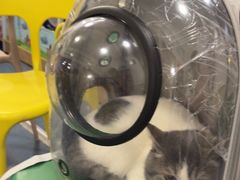 -宠颐生宠物医院外科·内科·皮肤科·影像科(石龙店)