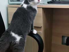 -宠福鑫康馨动物医院·骨科·眼科