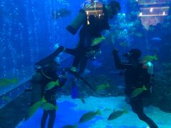 -成都浩海立方海洋公园