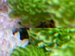 -循礼门鲜花花市(武汉循礼门店)