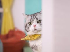 -猫在这儿猫咪咖啡馆·撸猫馆