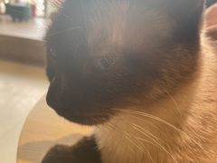 -藏猫猫咖啡主题馆(中央大道店)