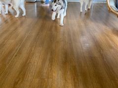 -Husky Go! 哈士奇体验馆·宠物咖啡厅狗咖