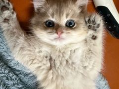 -lincat·猫舍(广州店)