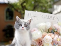 -翊宠yipet猫狗购宠庄园犬舍•猫舍