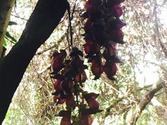 -清溪大王山森林公园
