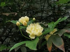 -香积寺