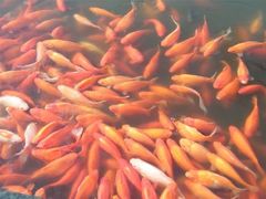 -西湖外事游船(花港观鱼码头)