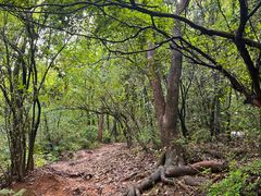 -杭州半山国家森林公园