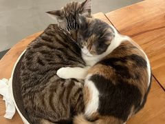 -Cappucimeow猫咪咖啡馆(韦伯时代店)