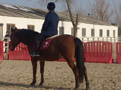 -北京群众马术培训基地