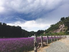-紫海香堤香草艺术庄园