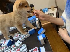 -安安宠医·臻爱宠物医院·宠保定点(营门口路分院)