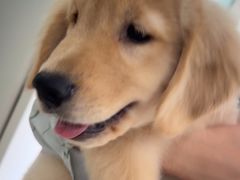 -佳雯宠物医院·皮肤科·内外科(春晓路分院)