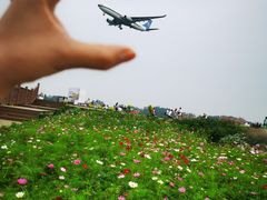 -空港花田景区