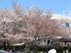 -樱苑(四川北路店)