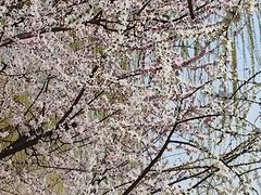 -桃花堤公园