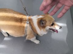 -心仪动物医院·牙专科·肿瘤·心脏科(西客站院)