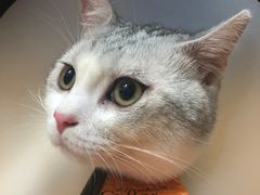 -瑞鹏宠物医院·猫科·宠保定点(梅溪湖分院)