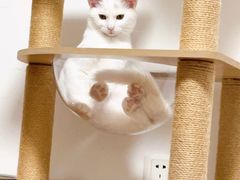-北京观赏动物医院·24小时大型综合·猫专科·异宠专科