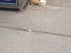-卜蜂莲花(杨高南路店)