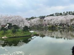 -东湖磨山景区樱花园-停车场
