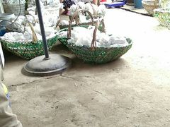 -马陆小张葡萄园农家乐