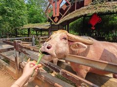 -海南热带野生动植物园