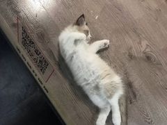 -宠物世家(仲盛世界商城店)