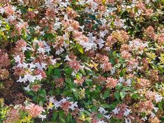 -天鹅湖体育公园