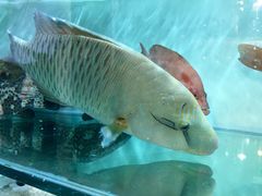 -鲤鱼门海鲜街