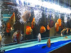 -上林铁板烧(延安西路店)