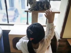 -more than meow吴止猫主题餐厅(承德 中船汇店)