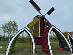 -荷兰花海