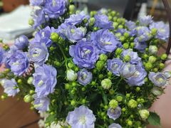 -循礼门鲜花花市(武汉循礼门店)