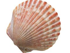 贝壳-比尔斯健康烤肉自助餐厅