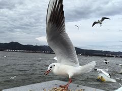 -海埂大坝