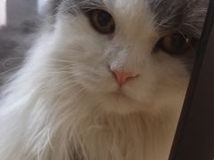 -松果猫咖(桐乡吾悦金街店)