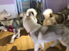 -Husky Go! 哈士奇体验馆·宠物咖啡厅狗咖