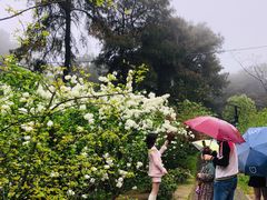 -铁山坪森林公园