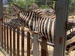 -泉州海丝野生动物世界