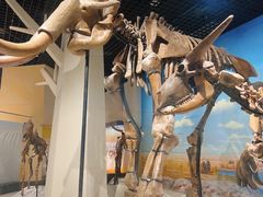 -国家自然博物馆