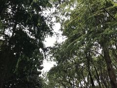 -上海滨江森林公园