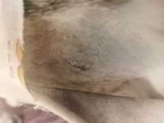 -纳吉亚猫专科动物医院博雅分院